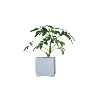 【原植】小葉鴨腳木(水泥盆栽·淨化空氣·辦公室桌面盆栽·室內植物)