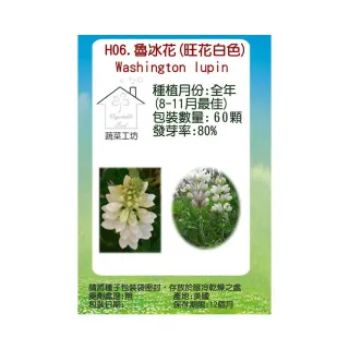 【蔬菜工坊】H06.魯冰花種子(旺花白色)