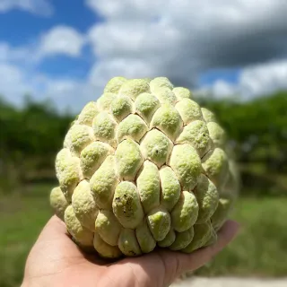 【初品果】台東知本大目釋迦禮盒5斤5-6顆x1盒(3/2陸續出貨_每顆450g-550g_春節禮盒/春節送禮_重量含箱重)