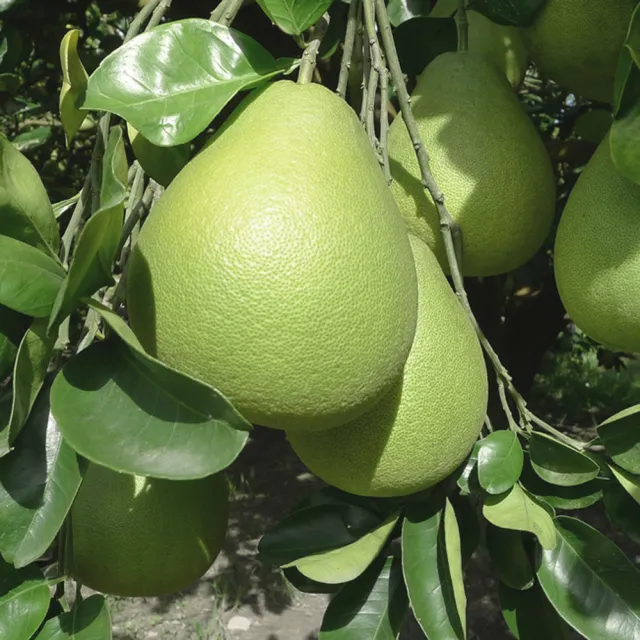 【花蓮鶴岡王家】50年老欉文旦10斤x1箱(9-16顆/箱 SGS認證 中秋送禮 企業團購 揪團 文旦 柚子)