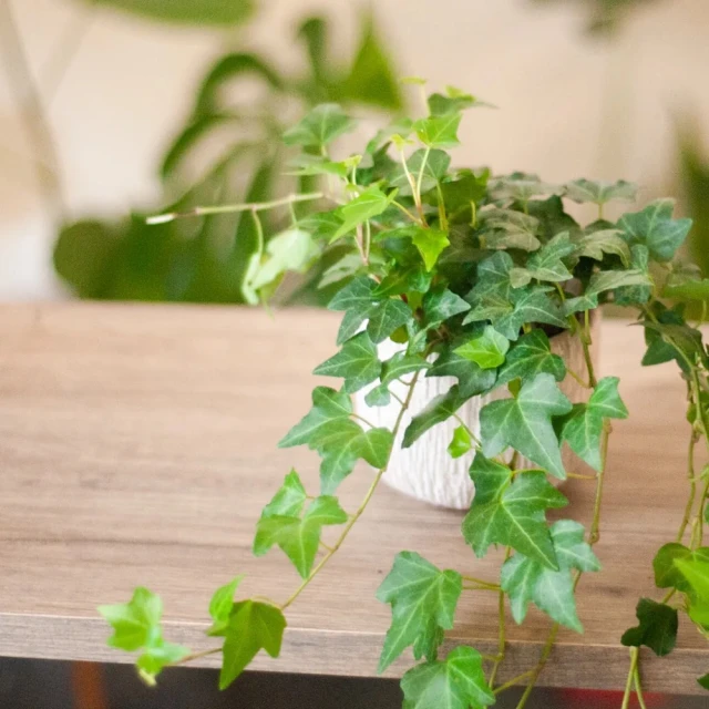 玉屋TAMAYA 典雅紫系花束S(鮮花 送禮 開幕升遷 生日