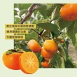 【初品果】達觀部落9A甜柿大禮盒12顆x2箱(每顆350g+-10%_年節禮盒_產地直送)
