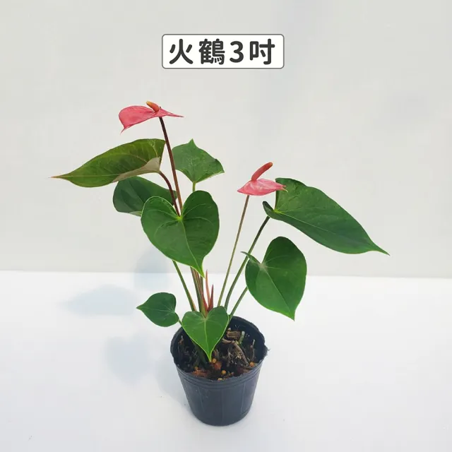 【Gardeners】火鶴 3吋觀葉-1入(室內植物/綠化植物/觀葉植物)