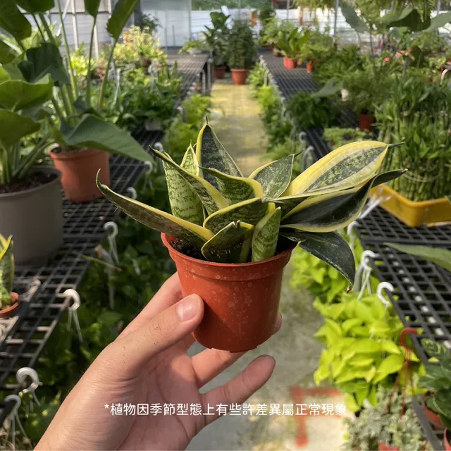 【Gardeners】美葉虎尾蘭 3吋盆-1入(室內植物/綠化植物/觀葉植物)
