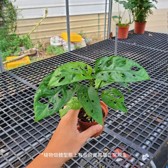 【Gardeners】洞洞蔓綠絨 3吋盆-1入(室內植物/綠化植物/觀葉植物)