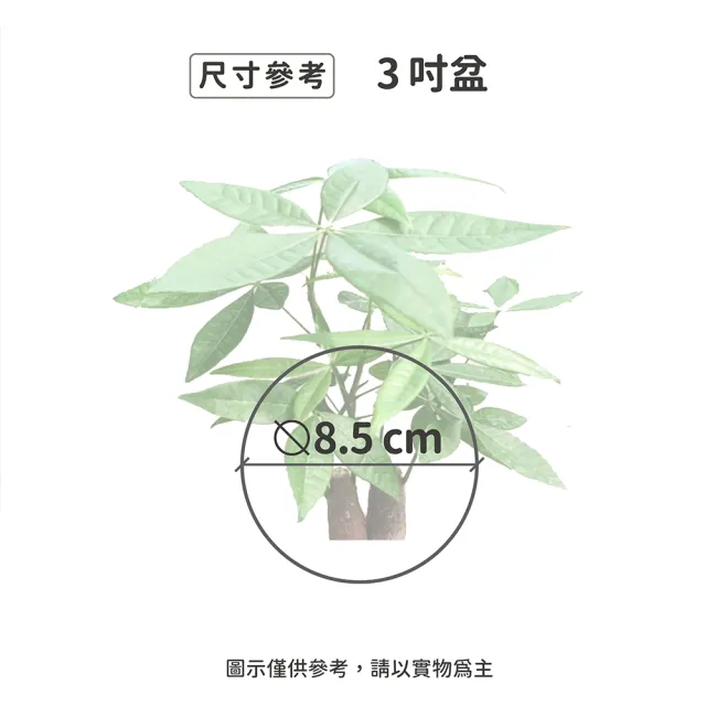 【Gardeners】馬拉巴栗 3吋盆-1入(室內植物/綠化植物/觀葉植物)