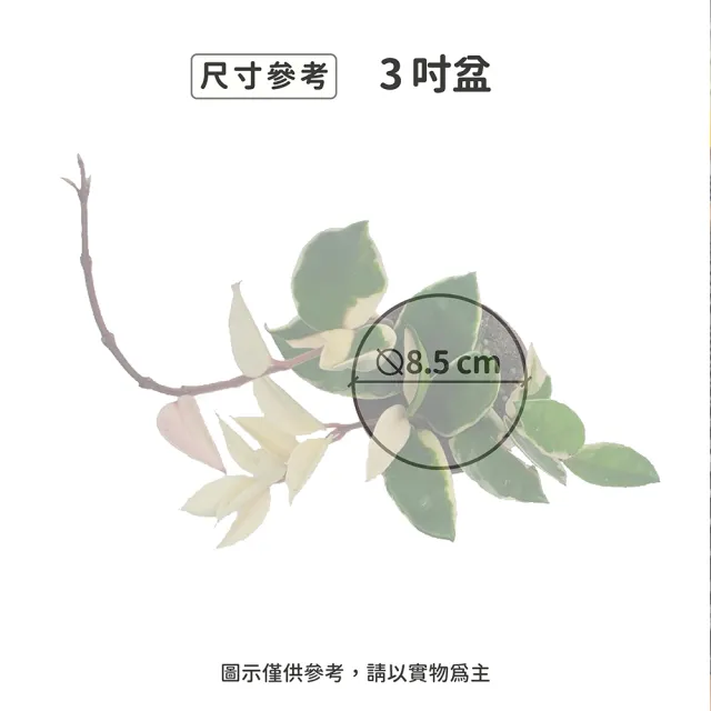 【Gardeners】毬蘭 3吋盆 -1入(室內植物/綠化植物/觀葉植物)
