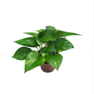 【Gardeners】黃金葛 3吋盆 -1入(室內植物/綠化植物/觀葉植物)
