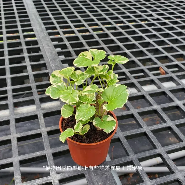 【Gardeners】斑葉福祿桐 3吋盆 -1入(室內植物/綠化植物/觀葉植物)
