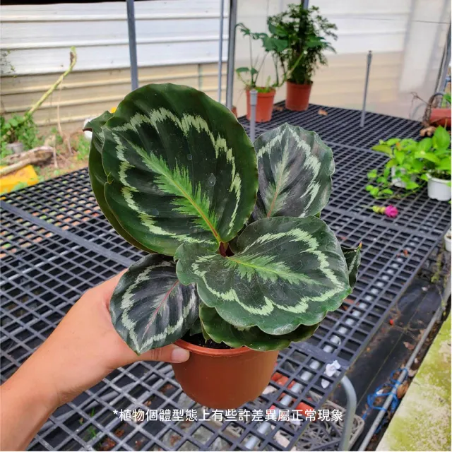 【Gardeners】大孔雀竹芋 5吋盆 -1入(室內植物/綠化植物/觀葉植物)