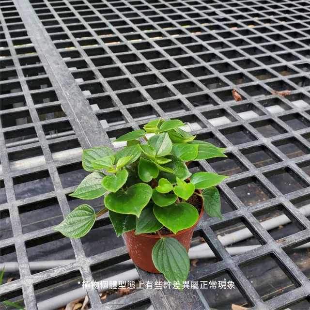 【Gardeners】心願椒草 3吋盆 -1入(室內植物/綠化植物/觀葉植物)