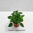 【Gardeners】心願椒草 3吋盆 -1入(室內植物/綠化植物/觀葉植物)
