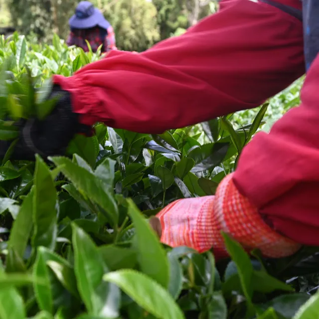 【方菩提】樟樹湖高山烏龍茶75gx4包(共0.5斤;冠軍產區; 春茶 阿里山 茶葉贈禮)