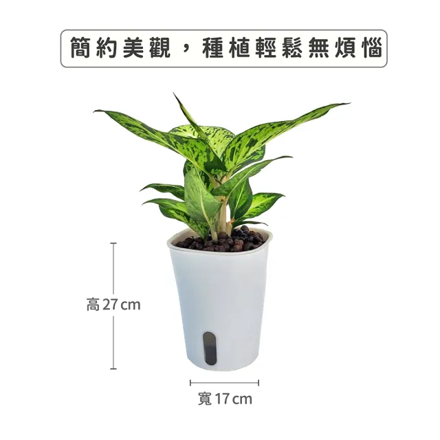 【Gardeners】植物3吋小品DIY組合2-自動吸水盆套組1入(室內植物/綠化植物/觀葉植物)