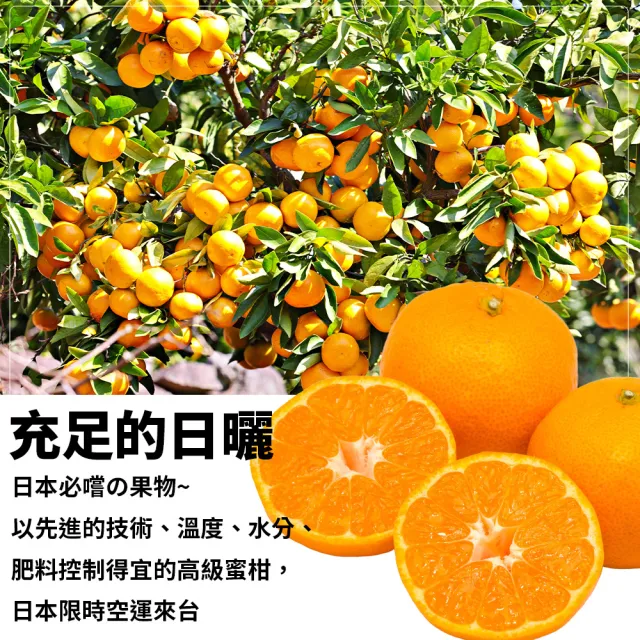 【WANG 蔬果】日本佐賀縣無籽蜜柑350gx5盒(4-6顆/盒)