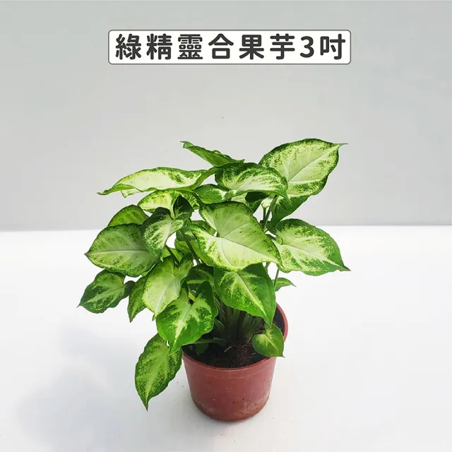 【Gardeners】三吋小品植物任選50元-1入(觀葉植物/室內植物/綠化植物)