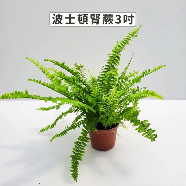 【Gardeners】三吋小品植物任選50元-1入(觀葉植物/室內植物/綠化植物)