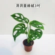 【Gardeners】三吋小品植物任選80元-1入(觀葉植物/室內植物/綠化植物)