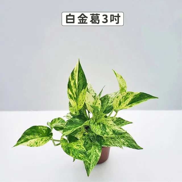 【Gardeners】三吋小品植物任選80元-1入(觀葉植物/室內植物/綠化植物)