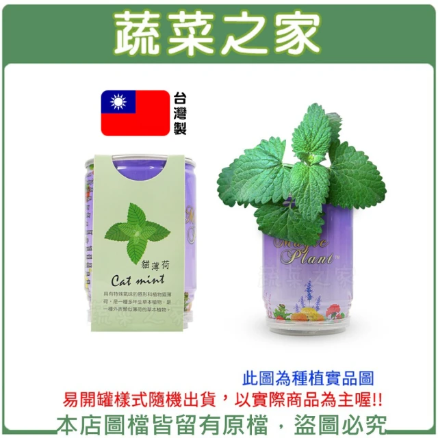 蔬菜之家 iPlant易開罐花卉-貓薄荷最(新發明專利設計)