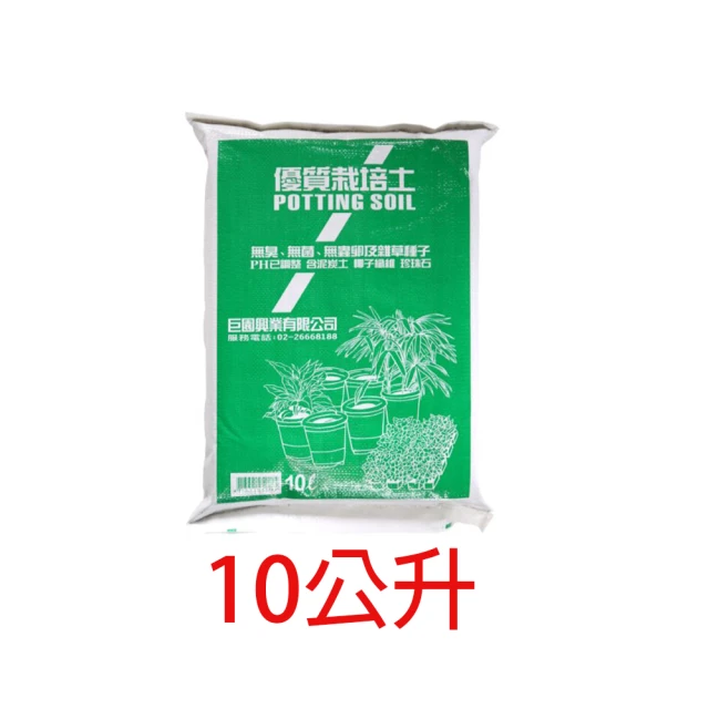 蛻•變 鹿角蕨 澳洲野生銀鹿鹿角孢子苗 不適用7天鑑賞期 現