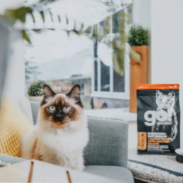 【Go!】鮭魚8磅 腸胃保健系列 全貓配方(貓糧 貓飼料 腸胃敏感 益生菌 全齡貓 寵物食品)