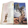 【DK Publishing】The Tree Book: The Stories Science and History of Trees