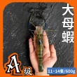 【黑豬泰國蝦】大母蝦3斤促銷價1180元