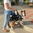 【EZ-CARE pet】寵物輔助衣-一般款 L號(狗狗後肢無力 輔助上下樓 行動不便 寵物輔具 寵物護具)