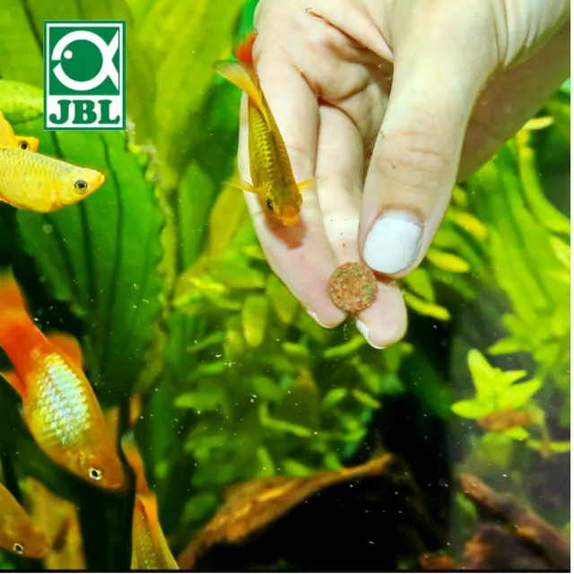 【JBL 珍寶】沉底黏貼飼料營養片 250ml黏貼飼料 小型魚 孔雀魚 球魚 燈魚(底棲鼠魚.異型飼料)