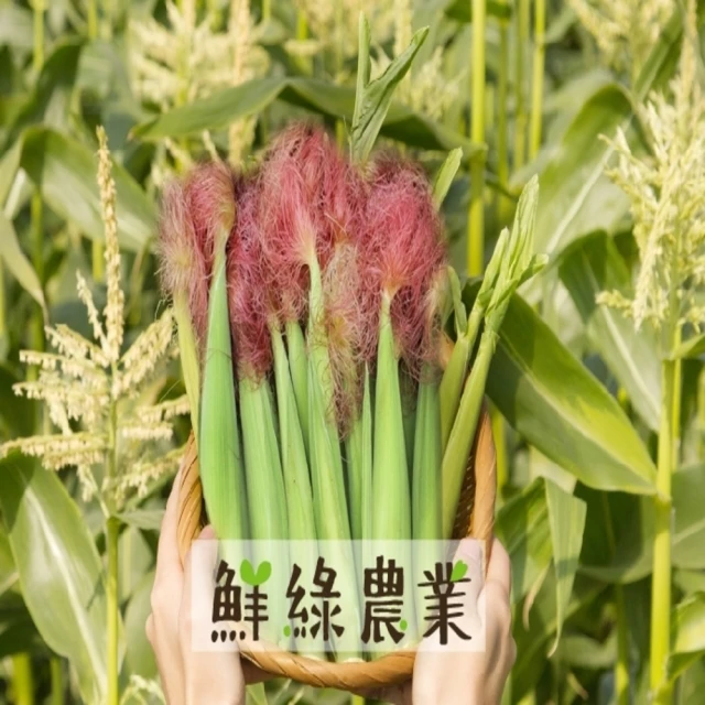 鮮綠農業 雲林紅鬚玉米筍10斤x1箱(產地直送_鮮嫩帶葉)