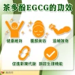 【赫而司】FASLIM-EGCG二代茶多酚膠囊2罐(共60顆含兒茶素EGCG益多酚+甲殼素+決明子+荷葉粉)