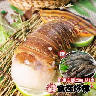 加勒比海野生生凍花龍蝦菲常專案