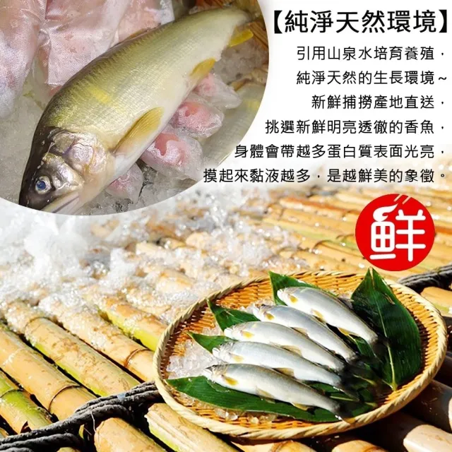 【三頓飯】宜蘭巨無霸3XL爆卵母香魚(1盒_3-5尾/920g/盒)