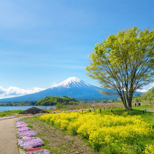 喜鴻假期 【漫遊東京溫泉５日】富士山列車、全景纜車、晴空塔、