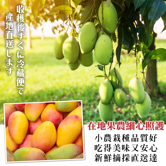 【WANG 蔬果】台灣嚴選西施芒果5斤x1箱(6-8顆/箱)
