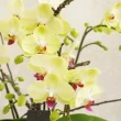 【CNFlower 西恩】金黃春日 蘭花 植栽(送禮/植栽/植物/居家裝飾)