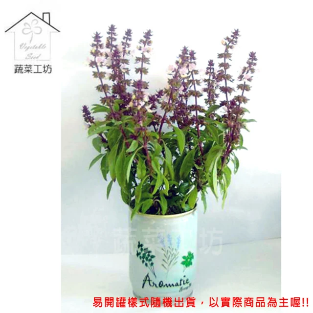 蔬菜工坊 iPlant易開罐花卉-九層塔