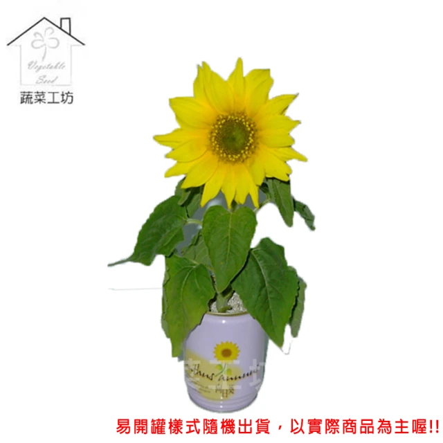 蔬菜工坊 iPlant易開罐花卉-向日葵