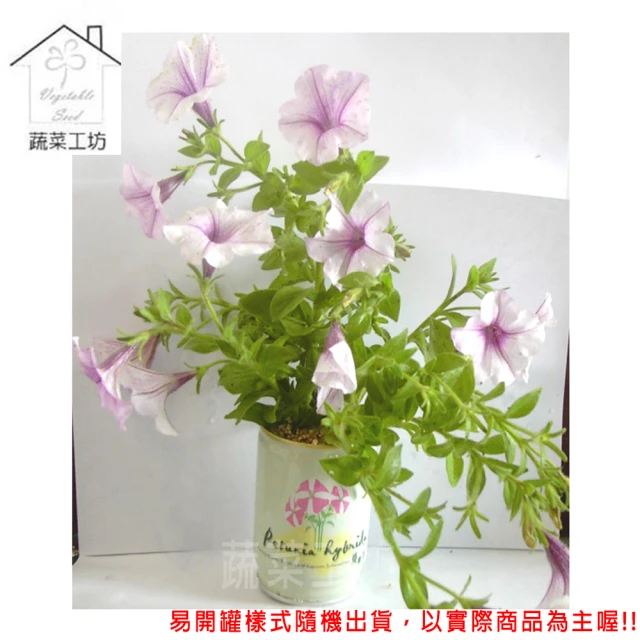 蔬菜工坊 iPlant易開罐花卉-矮牽牛