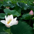 【吉航旅遊】花戀香風格旅人舒適三排椅南台賞花趣漁島月灣踏浪五星香格里拉一泊三食二日(一泊三食)