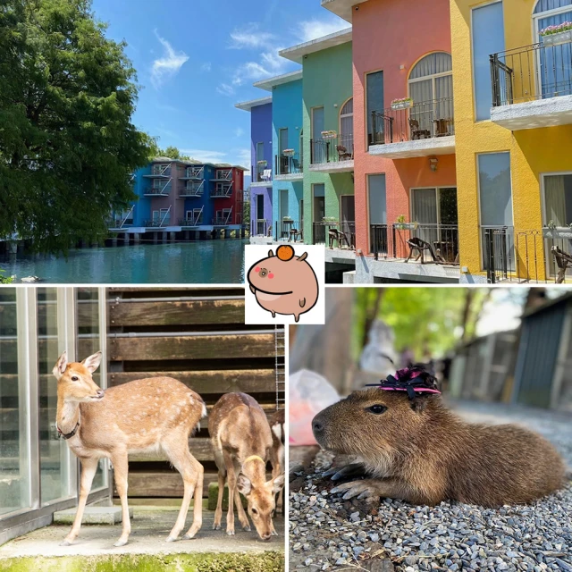 【宜蘭水岸森林物語】親子農場★可愛動物園單人門票(贈一份牧草)