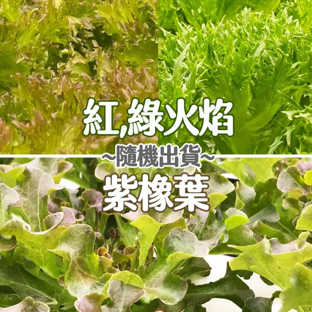 【合家歡 水耕蔬菜】綜合生菜100g x 4盒裝(宅配 水耕 萵苣 生菜)