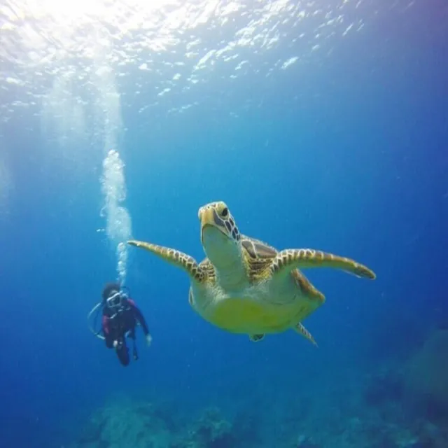 【吉航旅遊】綠島海洋之家大哥的故鄉尋找最美珊瑚礁三日遊