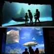 【花蓮遠雄海洋公園】夜宿水族館★適用7歲以上含早、晚餐(玩翻遊樂園、專人導覽)