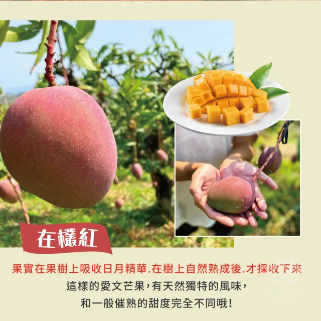 【初品果】台南愛文芒果10斤18-24顆x1箱(山坡地種植_在欉紅)