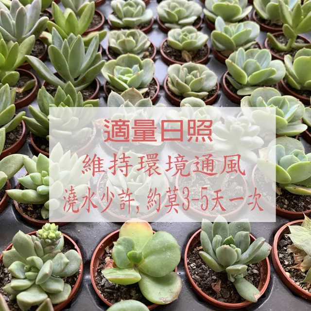 【園藝世界】活體植栽-動物造型盆3入組(多肉/造型盆/2024新款)