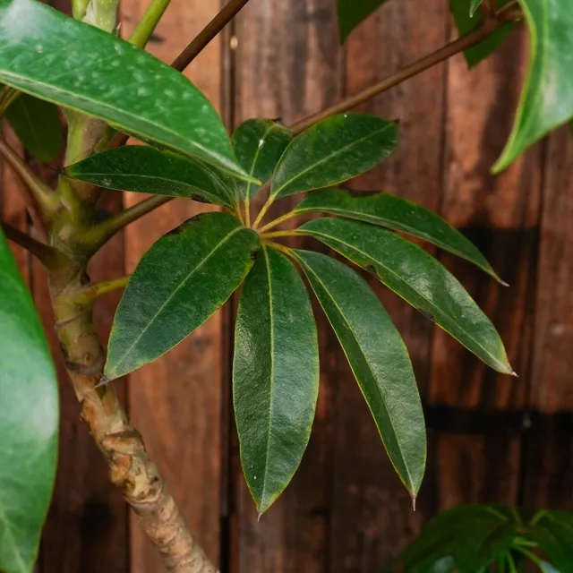 【CNFlower 西恩】鴨腳木 落地植物(送禮/植物/植物/居家擺飾)