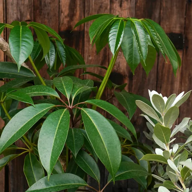 【CNFlower 西恩】鴨腳木 落地植物(送禮/植物/植物/居家擺飾)