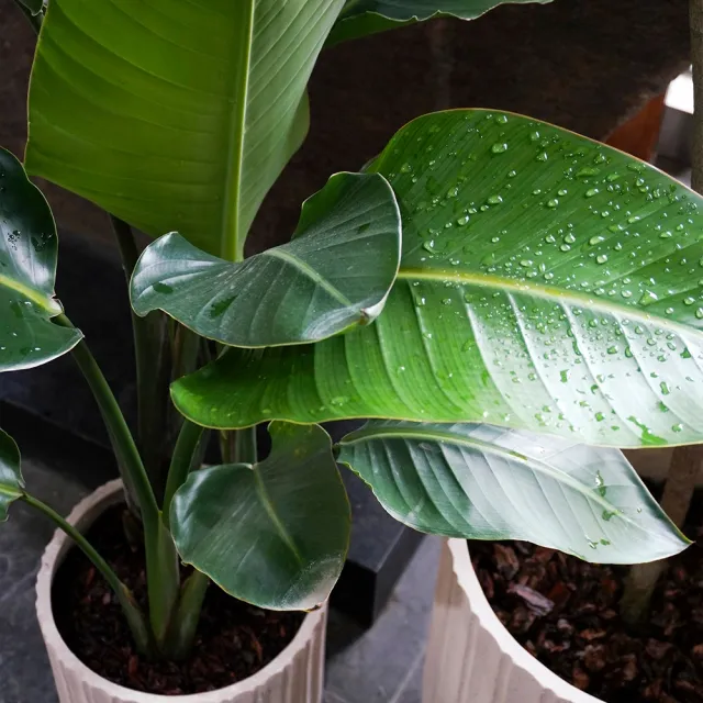 【CNFlower 西恩】白花天堂鳥 落地植物(送禮/植栽/植物/居家擺飾)